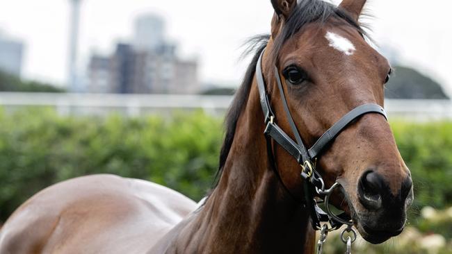 The Everest favourite Santa Ana Lane at Randwick racecourse. Picture: Jenny Evans