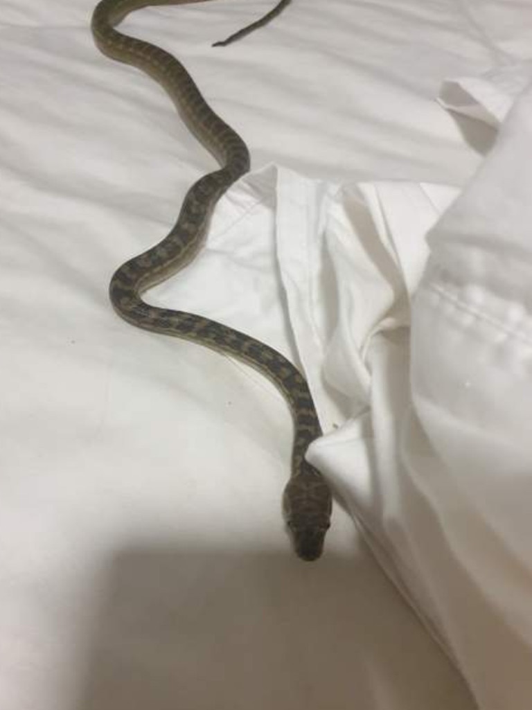 The snake was relocated to the family’s garden after it was removed from the bed. Picture: Brisbane North Snake Catchers and Relocation