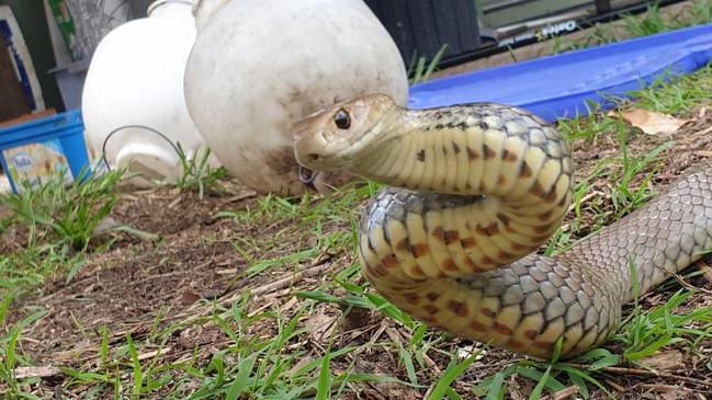 This fella was discovered after a Highvale man went out to feed the chooks (blue water tray and chook feed containers at rear of photo). He moved a piece of plywood which trapped the snake, so it was very angry when Mr Brown lifted up the wood to look for it.