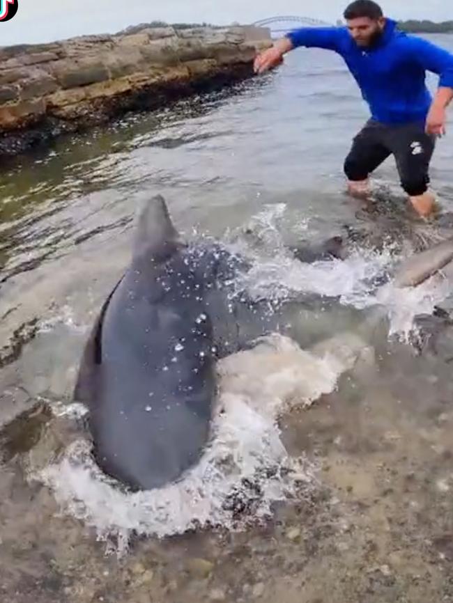 Screen grabs from a Tik Tok video of a large bull shark caught in Sydney Harbour.