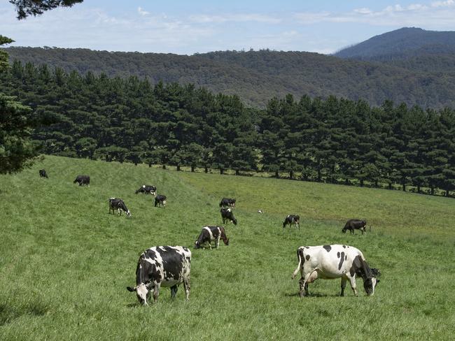 FOCUS: Dairy farmer Kaylee BransgroveKaylee is a dairy producer. PICTURED: Generic farm. Dairy cattle. Dairy cows. Cows. Rural landscape. Stock photo.Picture: Zoe Phillips