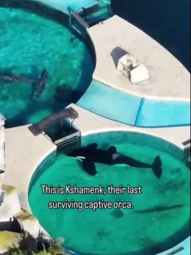 Kshamenk has been dubbed the world’s loneliest orca. Picture: SWNS