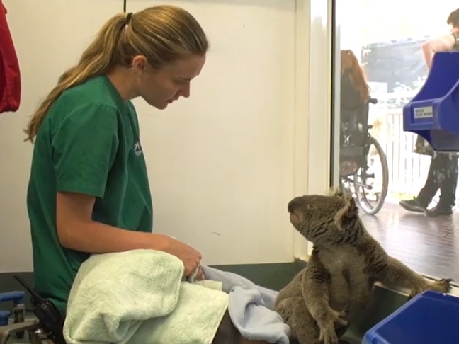 Jalu the koala from NSW bushfires with Currumbin Wildlife Hospital vet nurse Natasha Graham. Picture: Supplied