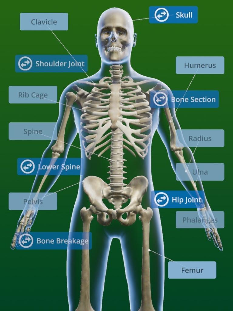 Some of the important bones in the body.