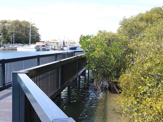 The rotting fruit of the grey mangrove is the source of sewage-like smells in some areas close to the water in Tweed.