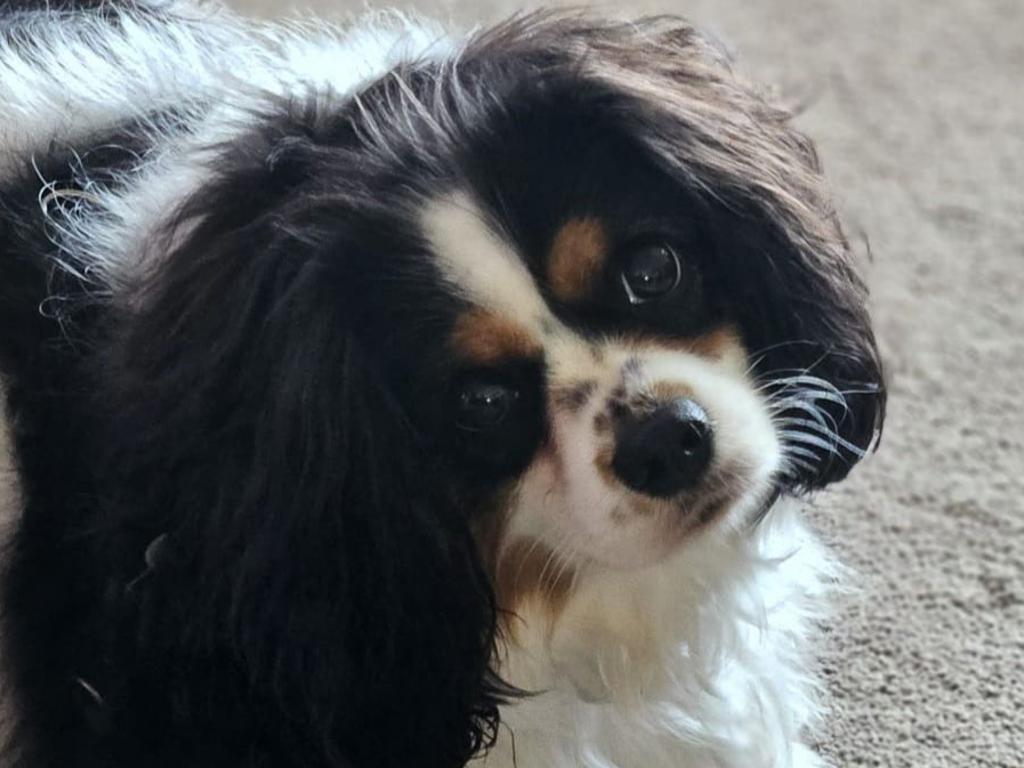 Lucy: Jutta Zapf's 2 year old King Charles Cavalier Spaniel