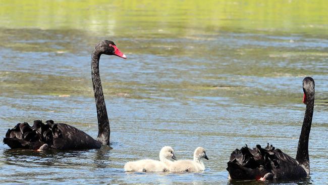 Birds are breeding at Black Swan Lake. Photo: Richard Gosling