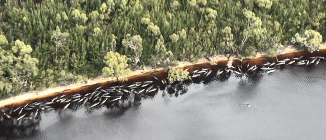 200_more_pilot_whales were found stranded at Betsy Bay in Macquarie Harbour on Wednesday. Picture: Patrick Gee