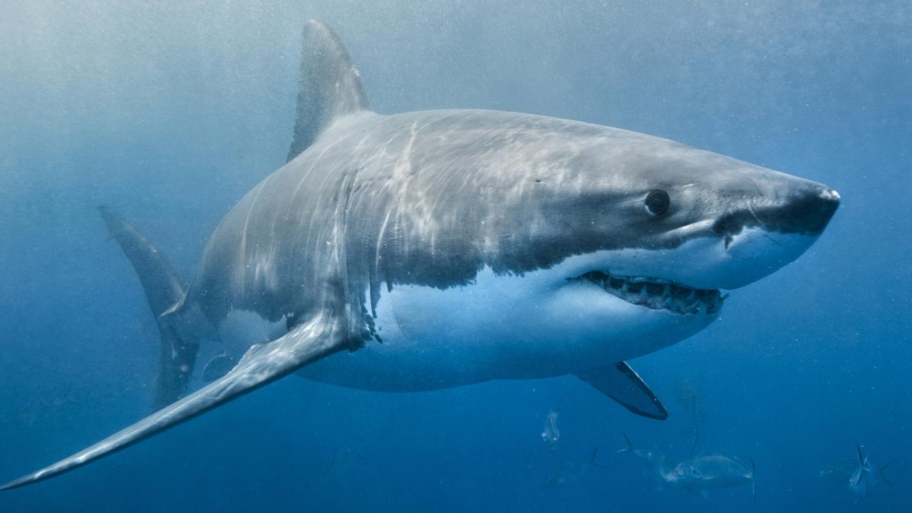 State reacts to gruesome shark attacks