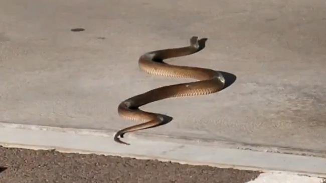 Mr Burrell said snakes love entering homes through cat doors. Picture: 7News