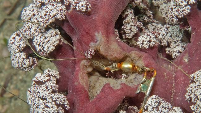 Purple Cauliflower coral (Dendronephthya australis) entangled by fishing hook. Photo: Steve Smith.