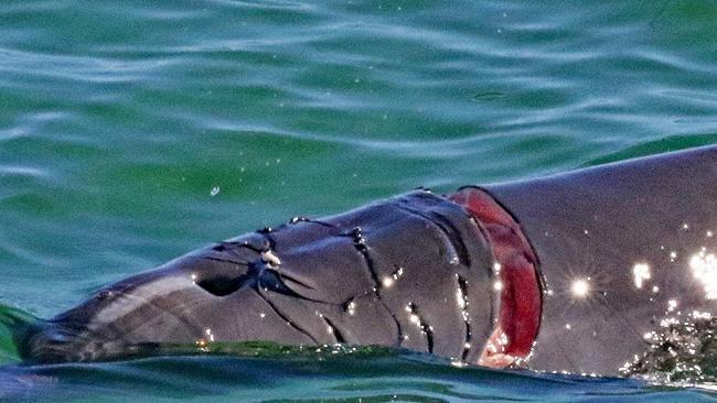 Port River dolphin Cameron suffered an injury, consistent with having been struck by a propeller. Picture: Whale &amp; Dolphin Conservation volunteer Sharon Sharp.