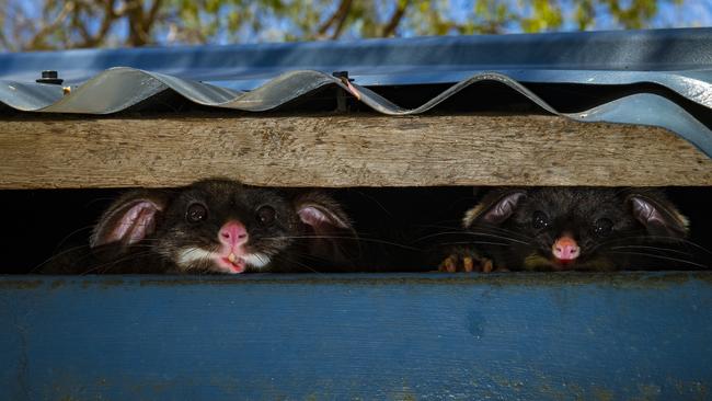 Wildlife Photographer of the Year photo by Australian Gary Meredith who received a Highly Commended for the Urban Wildlife Category