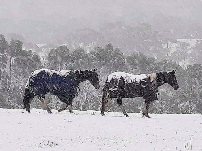 Snow in Tasmania. Horses endure the blizzard-like conditions at Marion Bay Picture: MARY PAVICICH