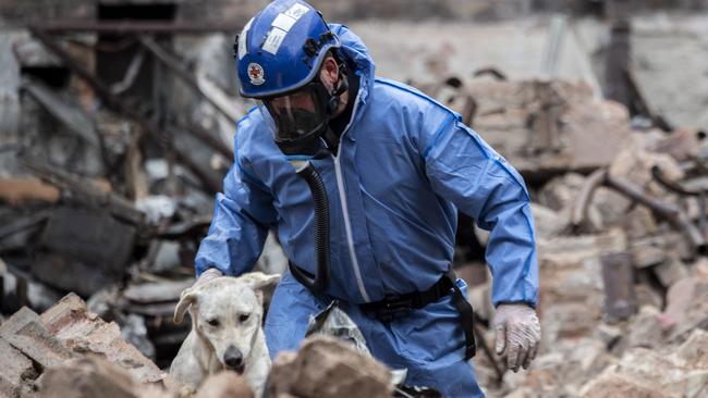 A cadaver dog has begun searching the ground for human remains. Picture: NCA NewsWire, Monique Harmer