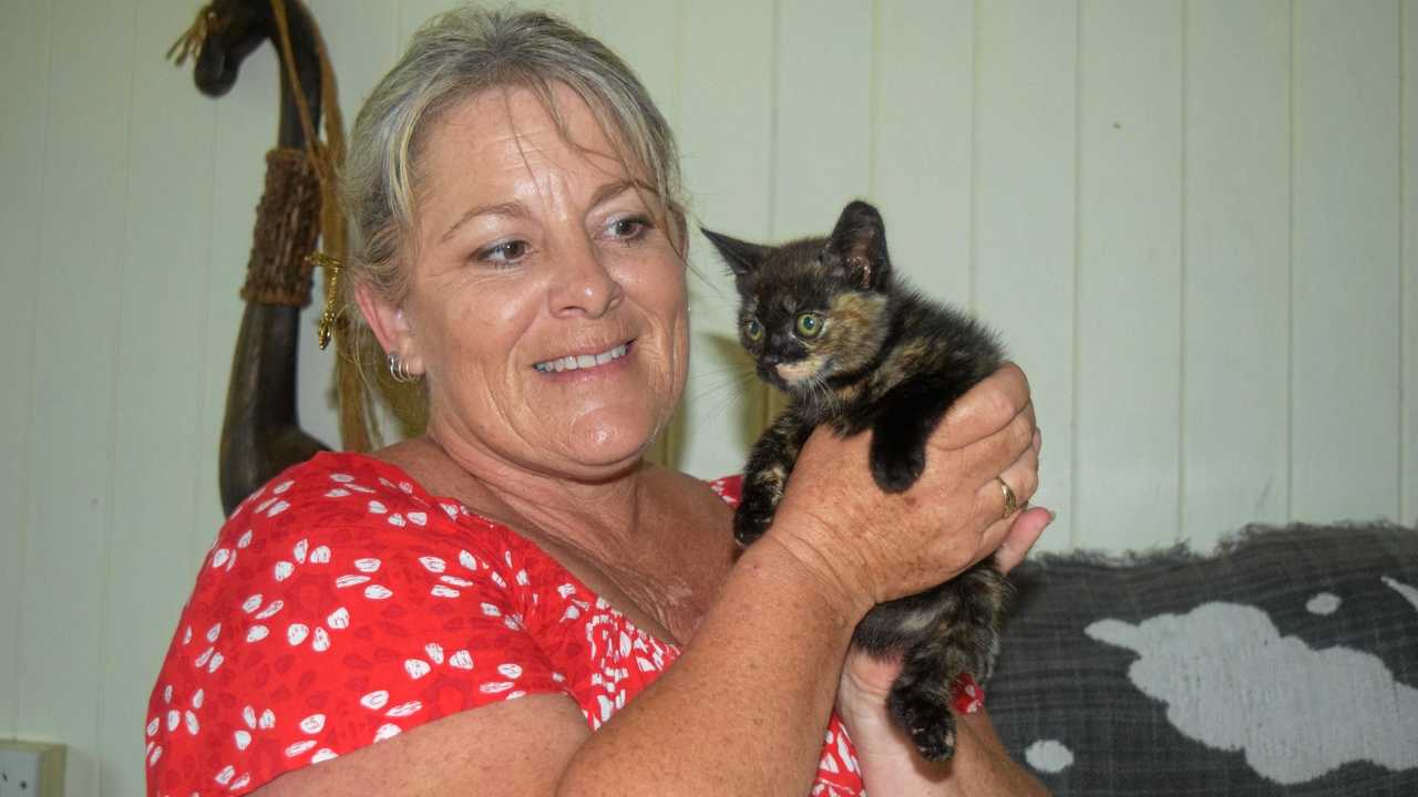 Watch Adopt The Rescue Kitten Which Defied All Odds The Courier Mail 9339