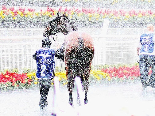 SYDNEY, AUSTRALIA - APRIL 20:  Horses parade in heavy rain before Race 1 The Newgate Farm Handicap during Doncaster Day at Royal Randwick Racecourse on April 20, 2013 in Sydney, Australia.  (Photo by Ryan Pierse/Getty Images)