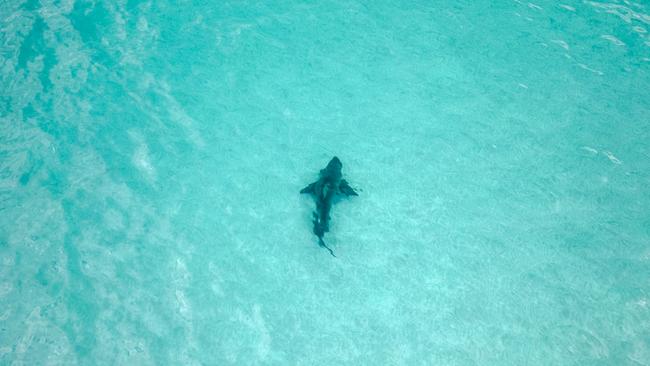 A drone captured a large shark stalking a salmon school in 2m of water just 100m off Snellings Beach in Kangaroo Island. Picture: Brett Mensforth – South Australian Angler magazine