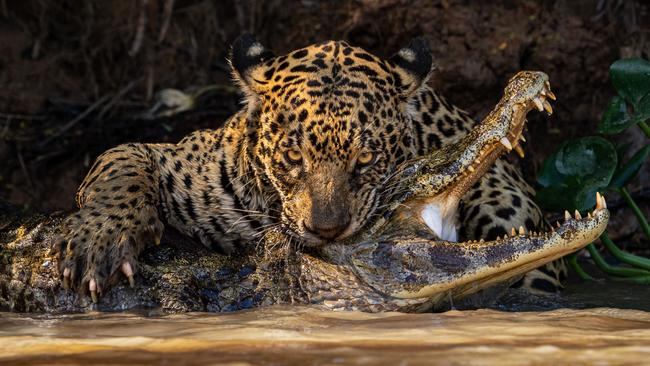 A jaguar savours a caiman after a swift battle in the heart of South America’s Pantanal. Picture: Ian Ford