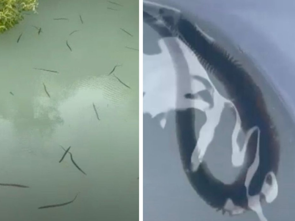 A fisherman in North Queensland has filmed a rare occurrence in nature while out fishing with his daughter.