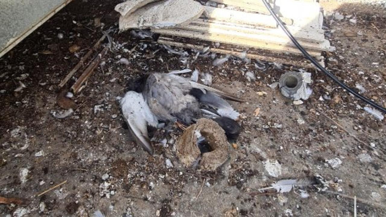 ‘Filthy’: Flying vermin infestation sparks chaos in SA community