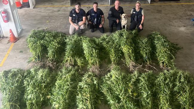 Tasmania Police seized 86 cannabis plants at Hellyer earlier this year. Picture: Tasmania Police