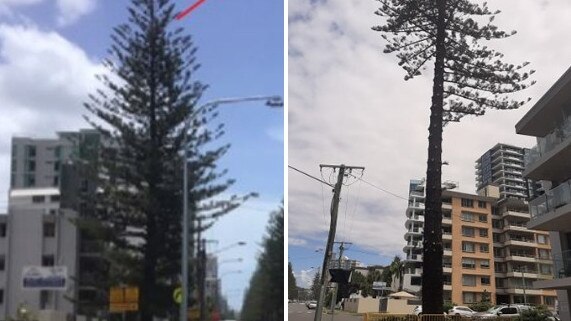 Gold Coast City councillors have voted unanimously to protect the city's second largest Norfolk Pine at Burleigh Heads. Photos of the tree taken on January 30 2021 vs a photo in a report submitted to councillors.