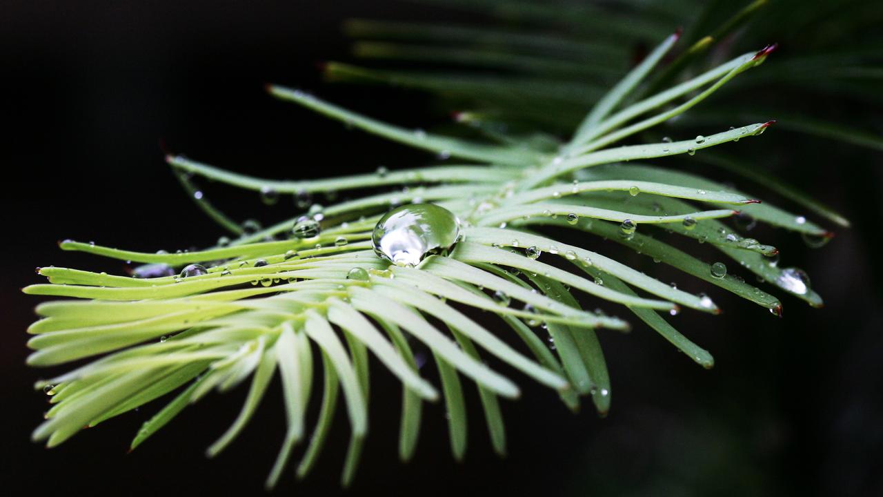 ancient australian pine trees