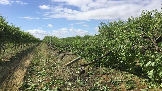 Crop damage at the vineyard owned by John Koutouzis near Berri.