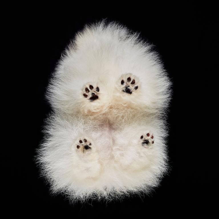 An unusual photoshoot involving strangers dogs captured the canine pets from a rather peculiar angle. The pictures, taken from underneath the dogs, show another side of man’s best friend. Picture: Andrius Burba Studio/Solent