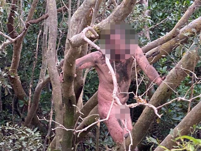 A naked man allegedly on the run from police was found up a tree by two fishos. Picture: Cam Faust