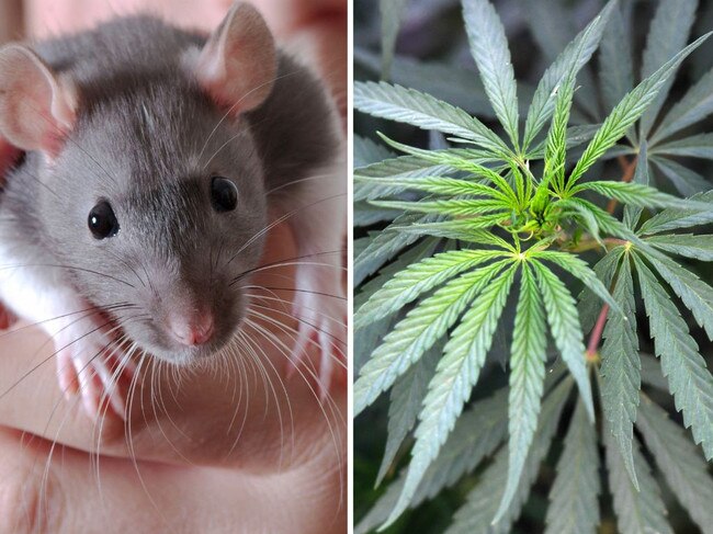 Police in India have claimed rats ate almost 600kg of cannabis after a court demanded the confiscated material be produced as evidence during a trial for people facing drug smuggling charges.