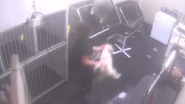 The groomer was caught on camera throwing the dog into a kennel. Picture: WA RSPCA