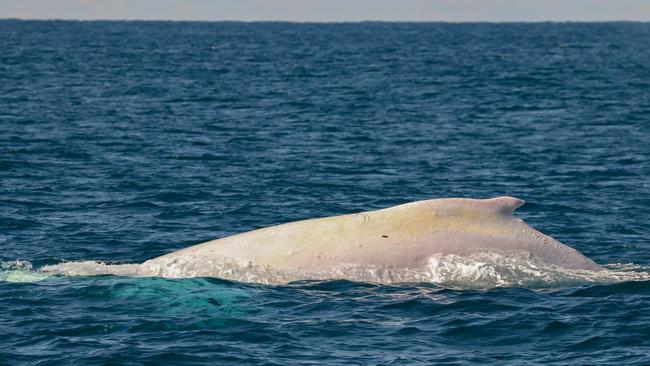 <s1>White Whale Migaloo </s1>make will return to Queensland this week during the annual northern migration. <source>Picture: PORT JET CRUISE ADVENTURES</source>                                             <source/>