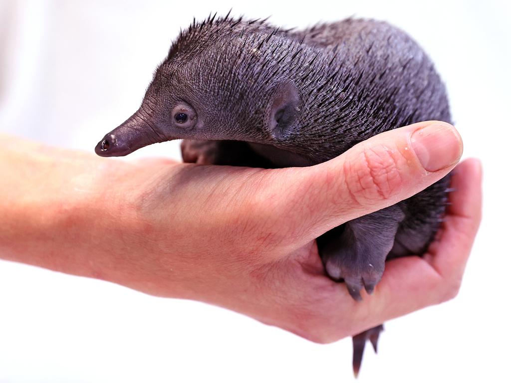 baby puggle echidna