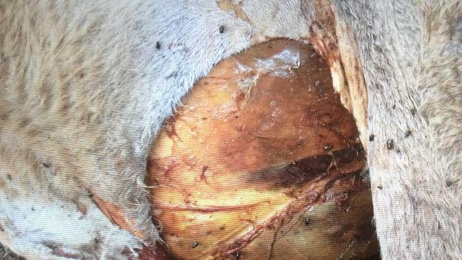 The udder of a cow on Mick and Judy's cook property appears to be surgically removed. Picture: Mick Cook