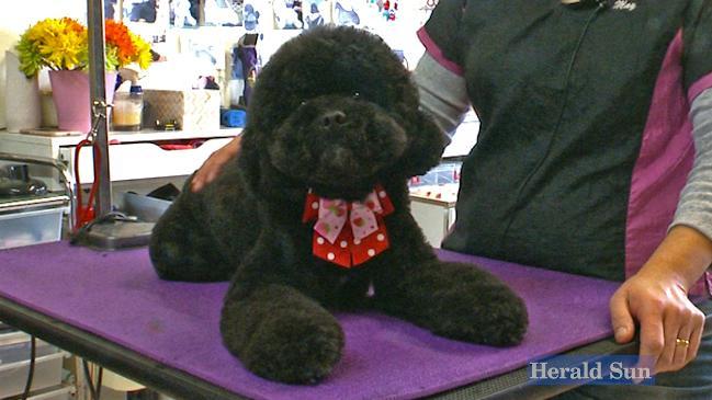 Asian teddy hot sale bear dog