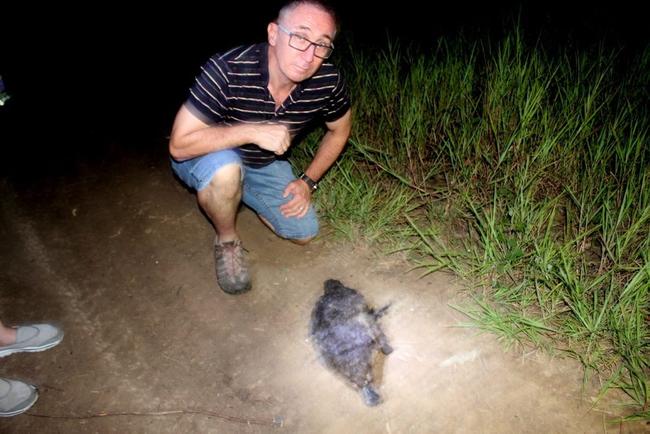 CONCERNS: Collingwood Park resident Jim Dodrill finds a dead platypus close to development at Six Mile Creek. Picture: Picasa