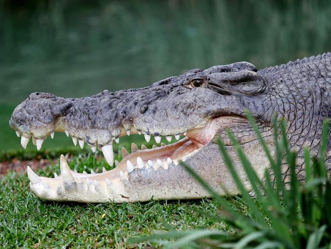 Would you enter the home of this croc? Picture: Sue Graham