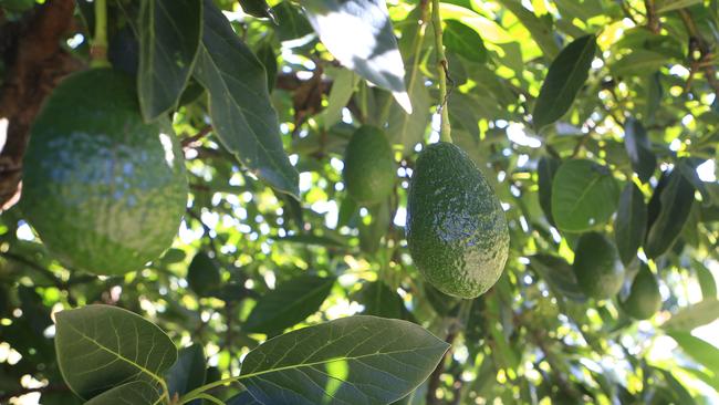 Avocado thefts from New Zealand farms | The Courier Mail