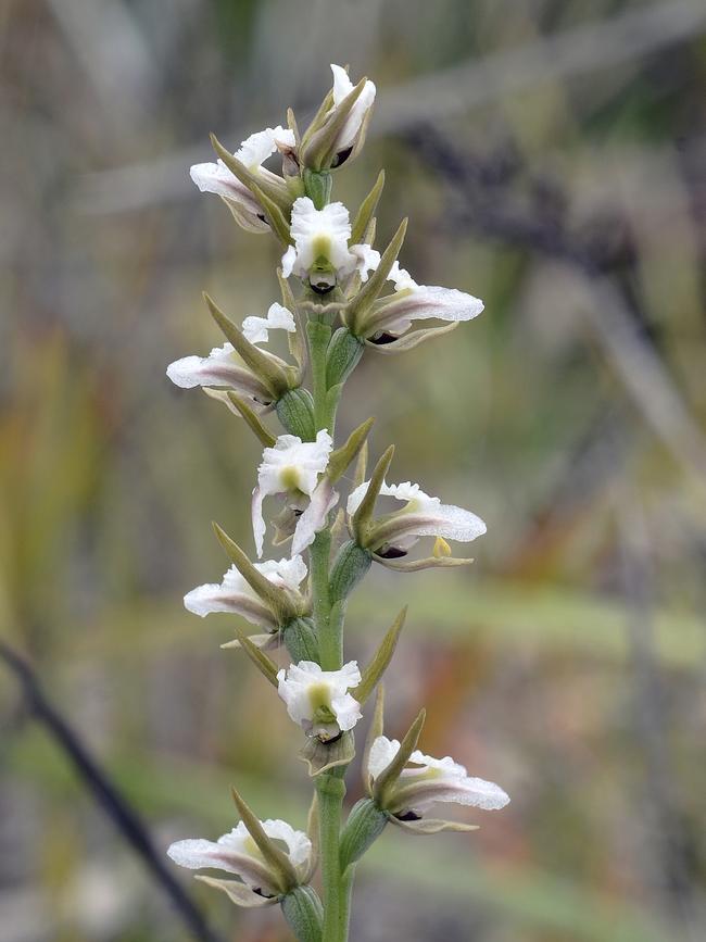 Prasophyllum milfordense - Milford Leek Orchid. Picture: Peter Fehre