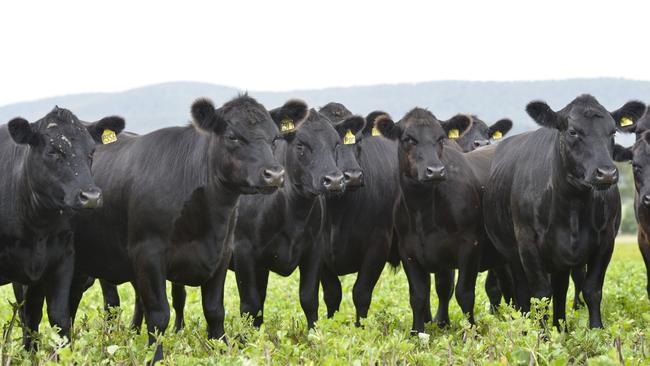 Carbon-neutral beef is again a hot topic in the agriculture world. Picture: Dannika Bonser