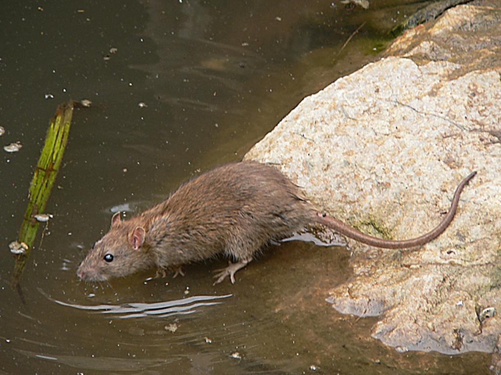 Residents have been urged to boil tap water before drinking after a dead rodent was found in a reservoir along Victoria’s Mornington Peninsula. Picture: Supplied.