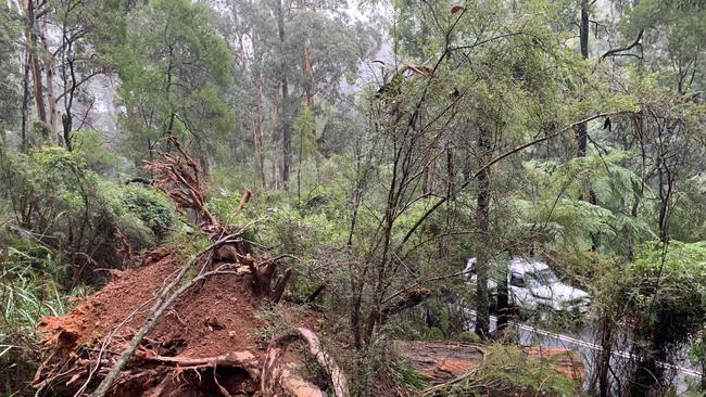 A father and his son were killed after this tree fell on Monbulk Rd, Sherbrooke. Picture: Josh Fagan