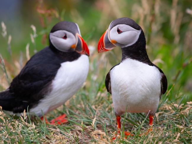 Atlantic puffins.