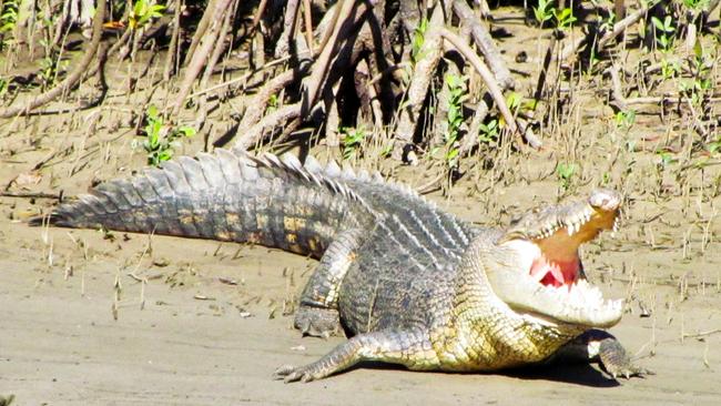 Large croc on the Bloomfield River. Picture: Mike D'Arcy