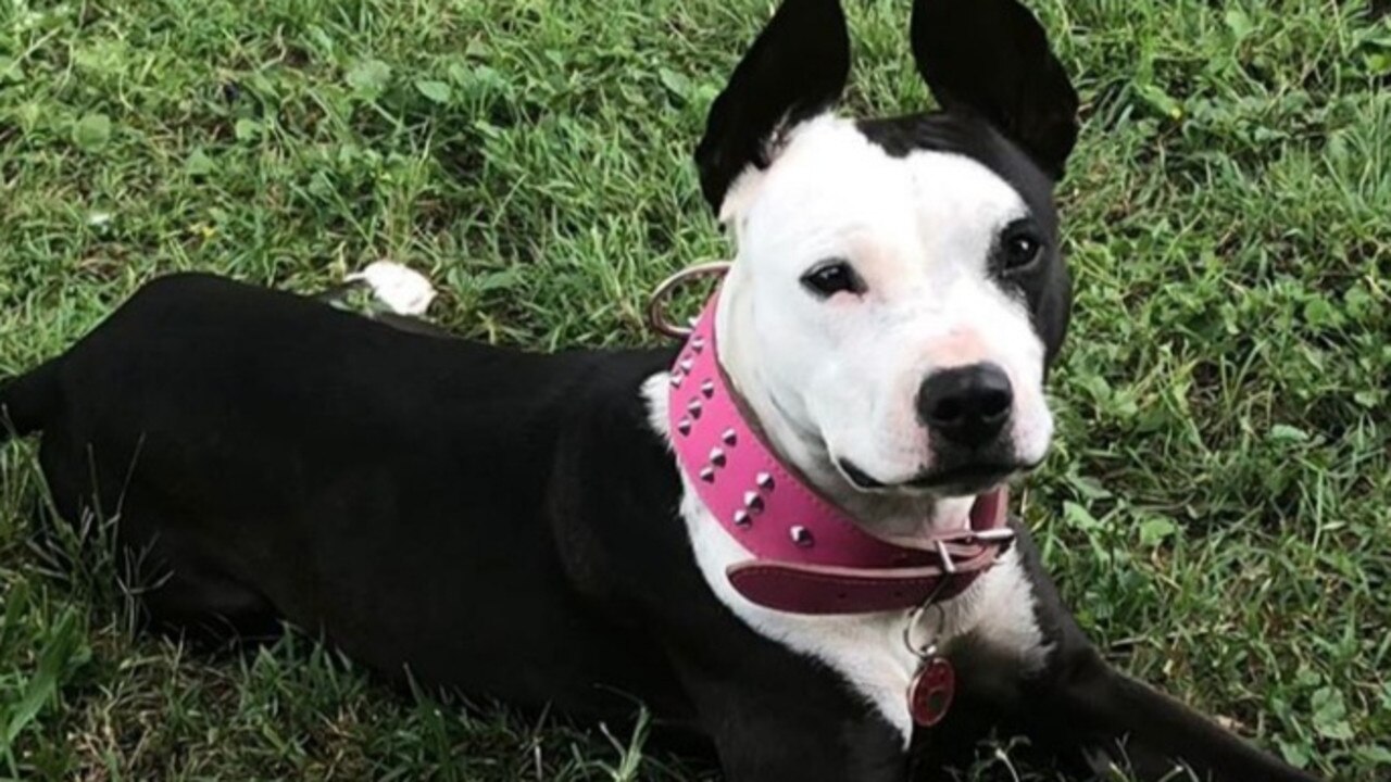 Athena the American staffy enjoys spring at Basin Pocket. Picture: Taylor