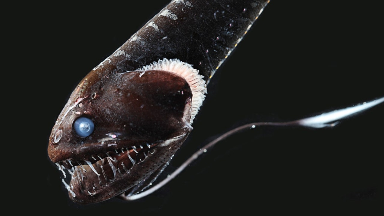 Some of the fish aren’t that easy to look at but they’re even harder to see. Picture: Karen Osborn/Smithsonian