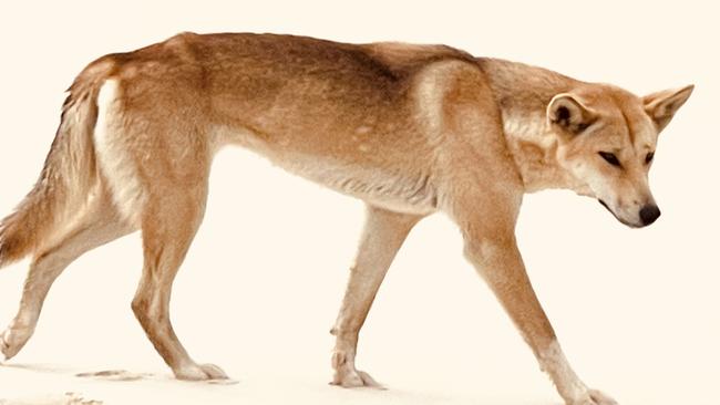 Dingo lunges at boy in terrifying island attack