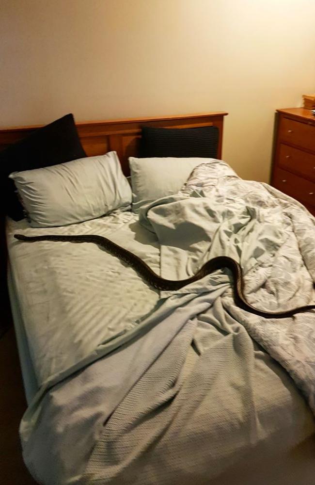 Huge Snake in Your Bed.